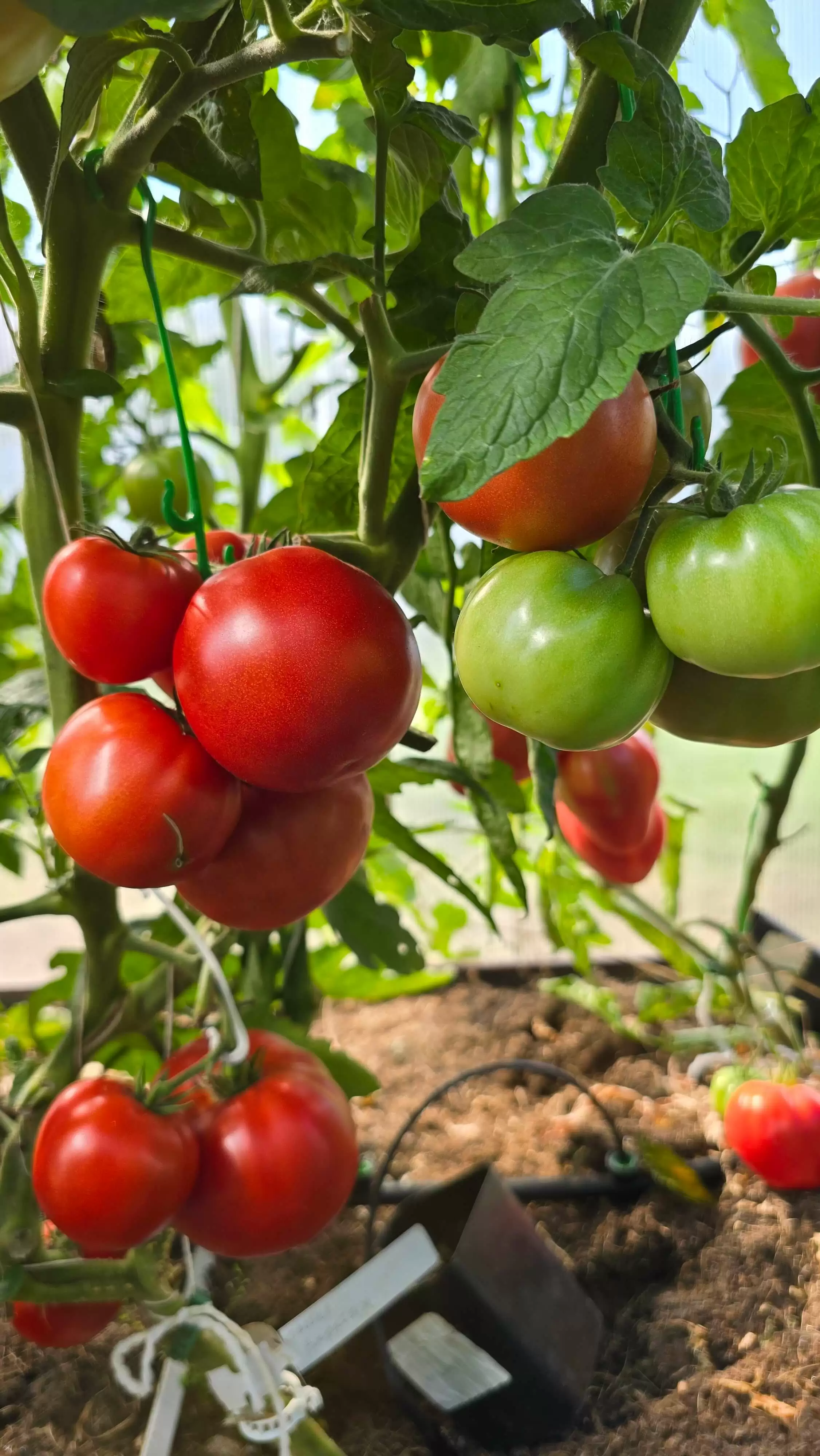 Гном Варатах