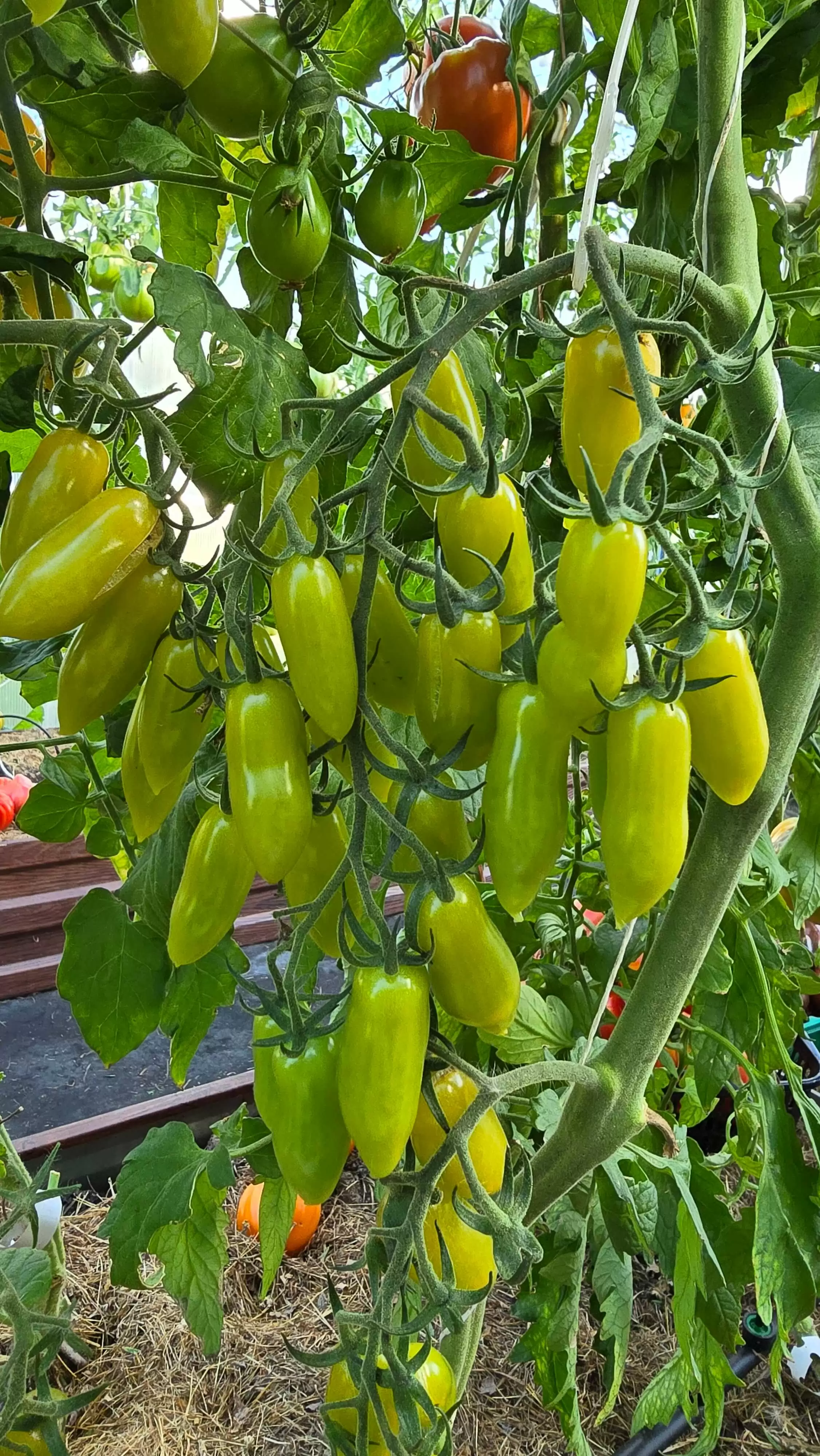 Зеленые танцующие пальцы