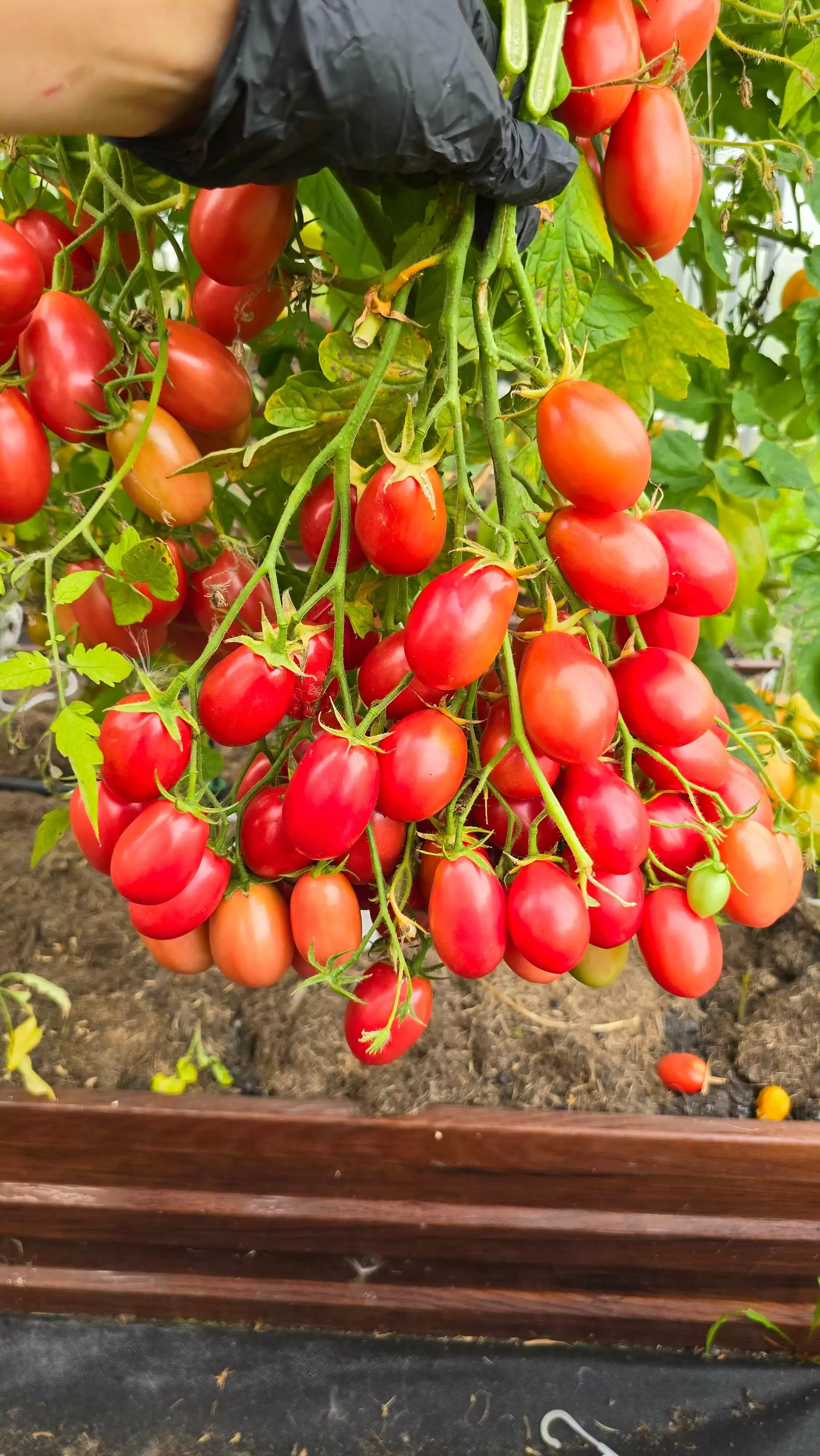 Козула 14 Мегагрон